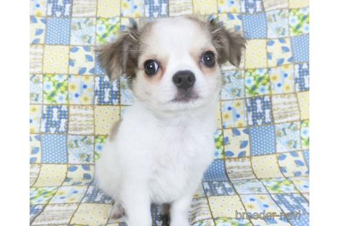 成約済の千葉県のチワワ(ロングコート)-153276の7枚目